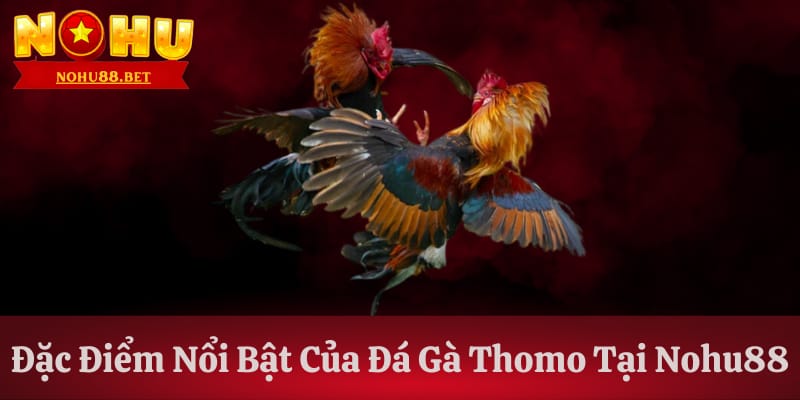 diem-thu-hut-cua-da-ga-thomo-tai-nohu88