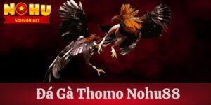 kham-pha-da-ga-thomo-tai-nohu88